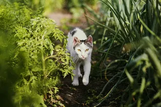 От четвероногих и пернатых: простые способы защитить грядки от непрошеных гостей
