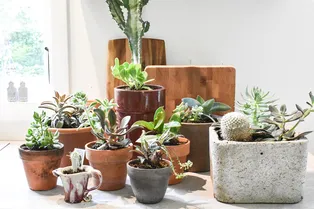 Как сохранить комнатные растения во время отъезда