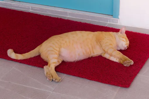 Как вернуть коврику у входной двери первозданный вид Как вернуть коврику у входной двери первозданный вид