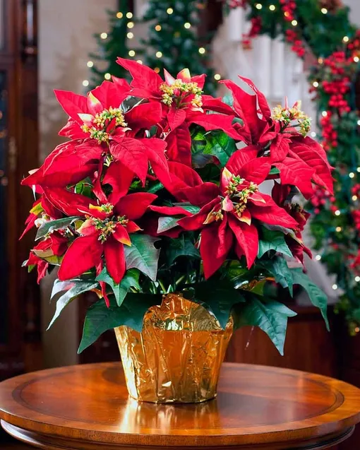 Пуансеттия (Рождественская звезда)