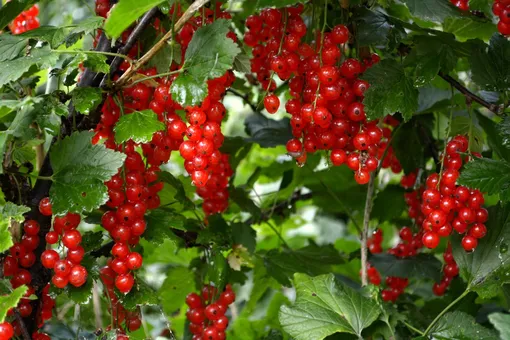 Место посадки куста смородины выбрано неправильно