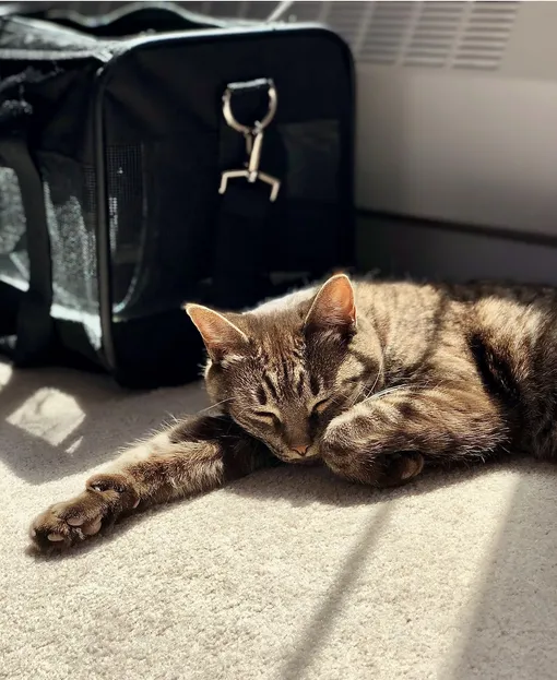 Приучить кошку к переноске до визита к ветеринару Приучить кошку к переноске до визита к ветеринару