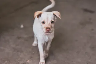 Не стал бургером: полумертвый пес сбежал с фермы и выжил Не стал бургером: полумертвый пес сбежал с фермы и выжил