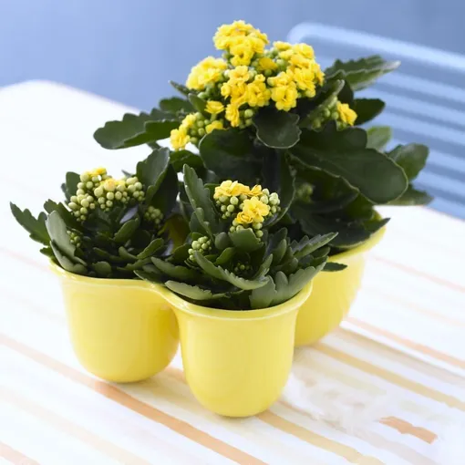 Что делать, если нет цветения каланхоэ Блоссфельда?