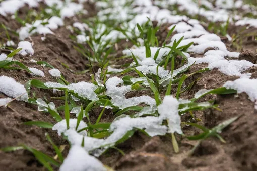 Что можно сеять под снег в ноябре Что можно сеять под снег в ноябре