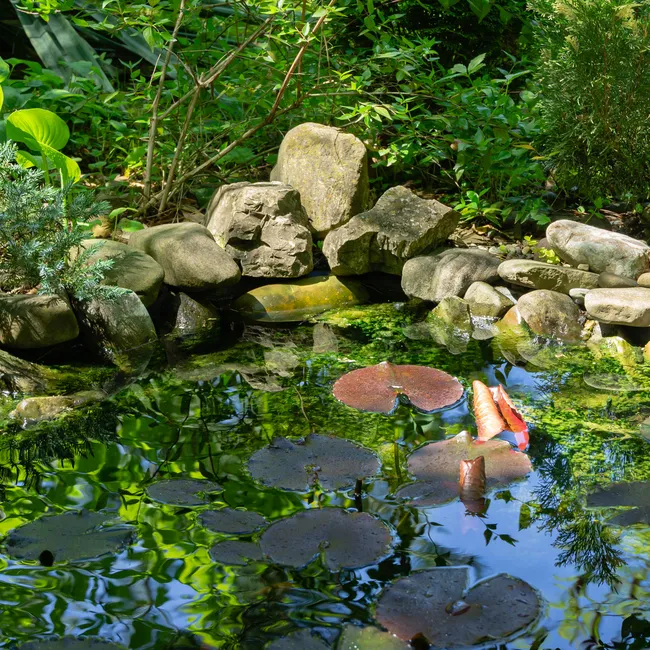 Как я сделала пруд с золотыми рыбками на даче — делюсь опытом