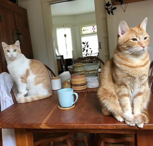 @ceepdx Два кота стоят на столе