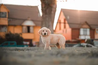 Кусал за щеки и дёргал за пижаму: храбрый пес спас всю семью из пожара