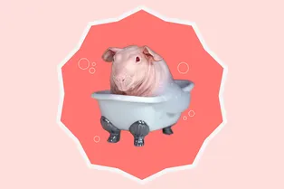 Как ухаживать за морской свинкой: уход за шерстью, купание, стрижка когтей