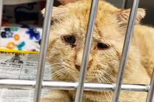 Девушка принесла домой «самого жалкого» кота. Через год он стал красавчиком!