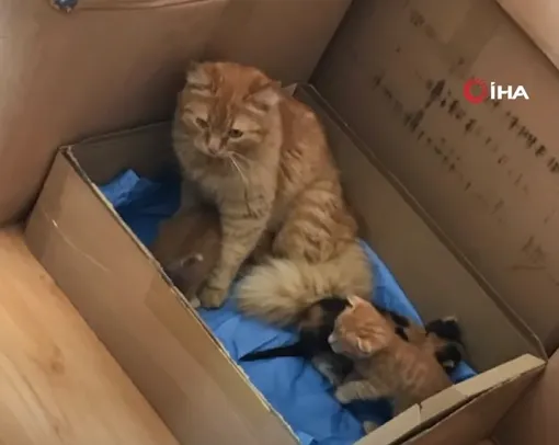 Кошка и котята в клинике Кошка и котята в клинике