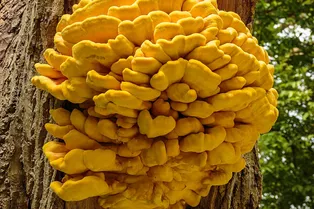 В Москве стартовал сезон серно-жёлтых трутовиков В Москве стартовал сезон серно-жёлтых трутовиков