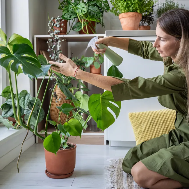 Красивые и капризные. Почему цветоводы готовы тратить тысячи рублей на растения, которые быстро погибают