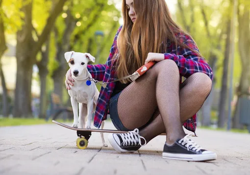 Как научить собаку ездить на скейтборде и нужно ли это делать Как научить собаку ездить на скейтборде и нужно ли это делать