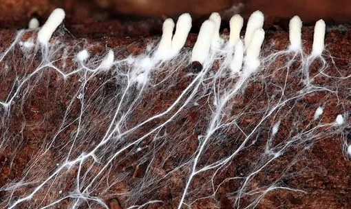 Мицелий для компостирования Мицелий для компостирования