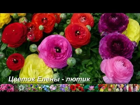 Нажми и смотри Нажми и смотри