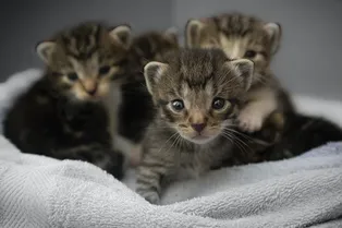 Ученые доказали: смотреть на кошек не только приятно, но и полезно для здоровья