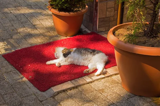 5 мест, в которых никогда нельзя оставлять запасной ключ от дома или дачи, и 7 безопасных альтернатив и кот