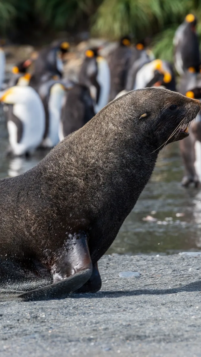 Нажми и смотри