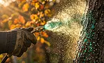 Осенняя защита сада: шпаргалка по препаратам и срокам Осенняя защита сада: шпаргалка по препаратам и срокам