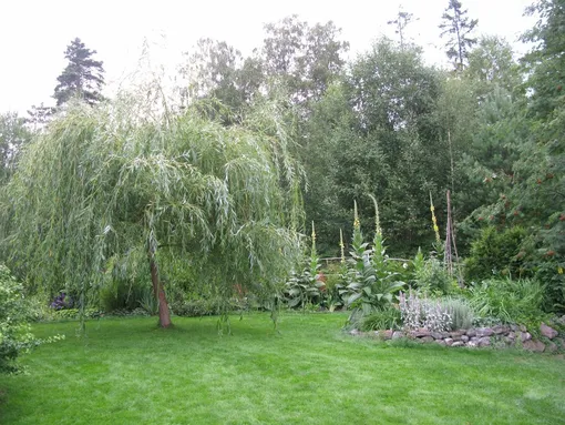 Плакучая ива