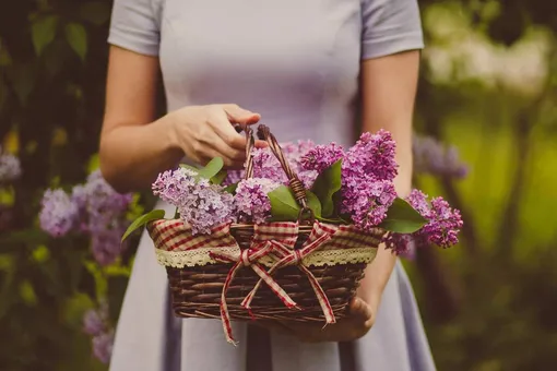 5 цветущих кустарников для посадки на даче