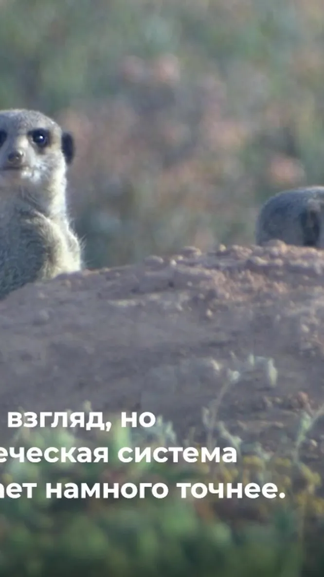 Нажми и смотри