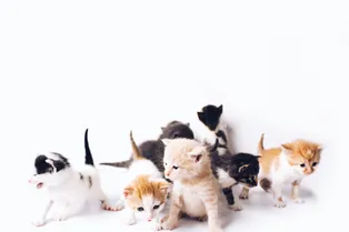 «Дождь из котят»: видео с оравой голодных малышей стало вирусным