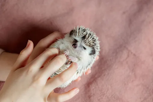 африканский карликовый ёж