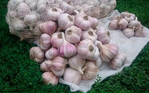 Лучшие сорта озимого чеснока Лучшие сорта озимого чеснока