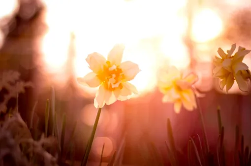 Прилёт жаворонков сулит тепло Прилёт жаворонков сулит тепло