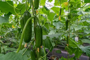 Сделайте это вовремя и сможете уберечь огурцы от пероноспороза