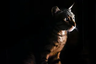 «Не надо, Вася!»: домашний кот напугал медведя и защитил хозяев