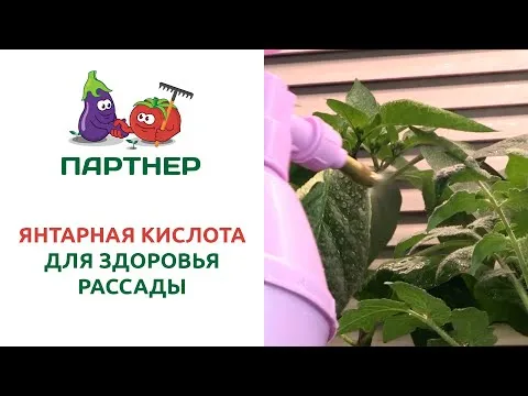 Нажми и смотри