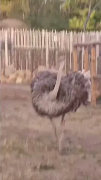 Нажми и смотри
