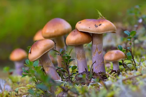 Какие грибы собирают вёдрами в конце октября и ноябре