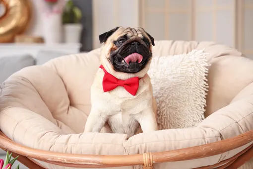 Гид по подаркам собакам к Новому году: 20 идей от 300 до 3000 рублей Гид по подаркам собакам к Новому году: 20 идей от 300 до 3000 рублей