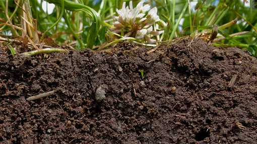 Как восстановить почву после заражения томатов фитофторой