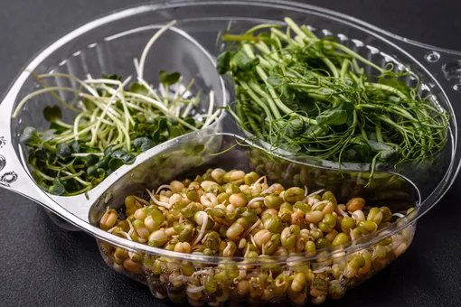 Микрозелень гороха: самый доступный суперфуд весны 2026. Как получить обильный урожай прямо на кухне