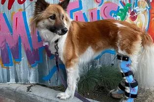 Американский доктор Айболит делает протезы всем животным – от собаки до слона Американский доктор Айболит делает протезы всем животным – от собаки до слона