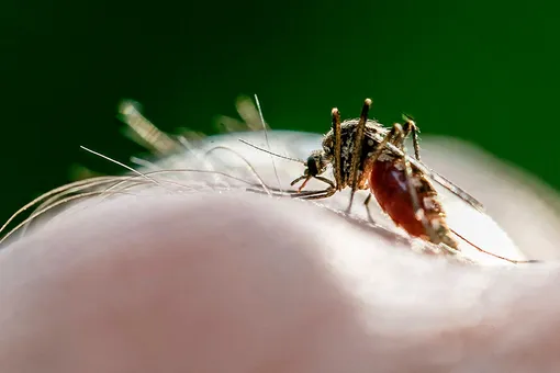 5 опасных болезней, которые можно подхватить от насекомых этим летом