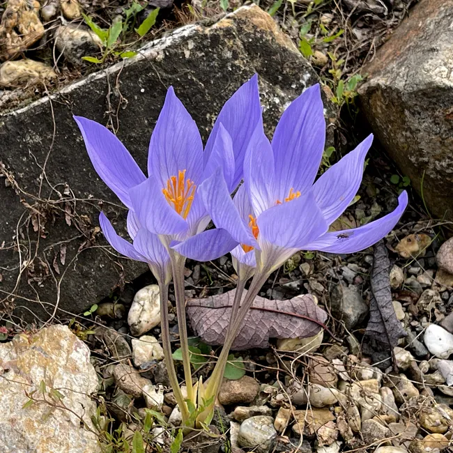 Штраф до 9 миллионов: юрист предупредила дачников о серьёзном наказании за крокус, магнолию и гортензию