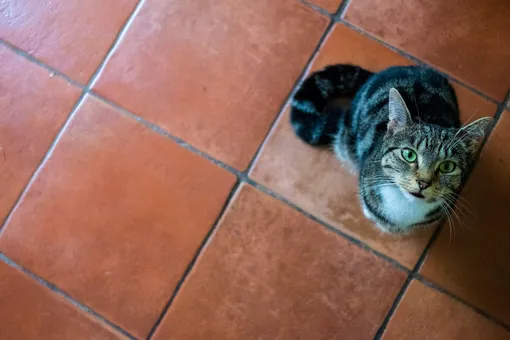 5 устаревших напольных покрытий, которые возвращаются в моду в 2025-2026 годах, и кот 5 устаревших напольных покрытий, которые возвращаются в моду в 2025-2026 годах, и кот