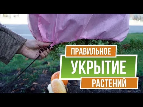 Нажми и смотри