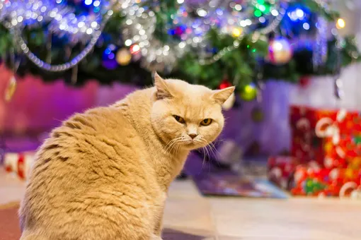 5 предметов новогоднего декора, которые делают дом безвкусным, и кот