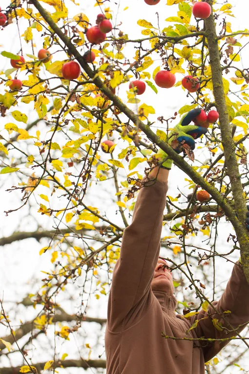 Снять плоды с деревьев