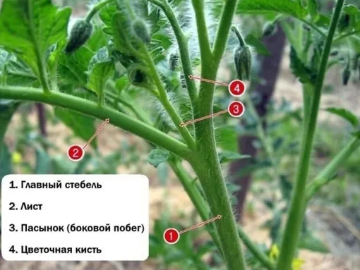 Зачем пасынковать томаты