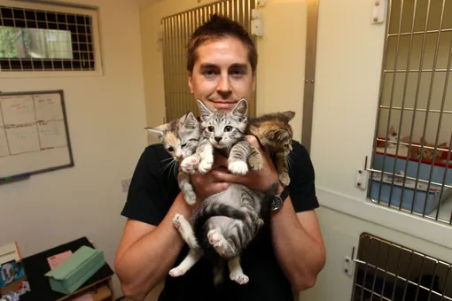 букет котов букет котов