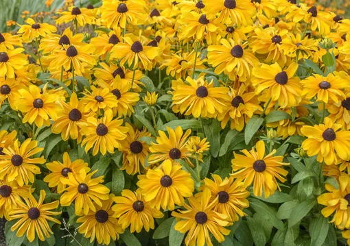 Рудбекия волосистая