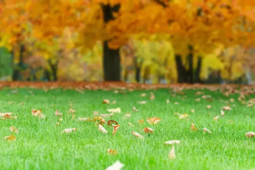 Осенняя подкормка газона: секреты, о которых молчат соседи Осенняя подкормка газона: секреты, о которых молчат соседи